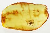 Detailed Fossil Spider (Araneae) In Baltic Amber #352956-1
